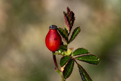 Close-up of red berries growing on plant