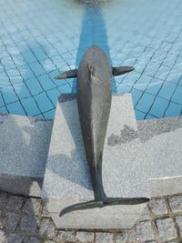 High angle view of fish on wall