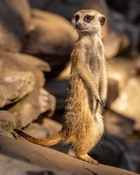 Close-up of a meerkat looking sideways