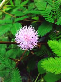 Close-up of flower blooming outdoors