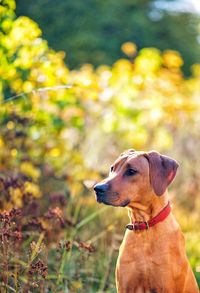 Dog looking away on field