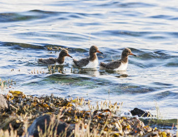 Young oystercatchers swimming on lake