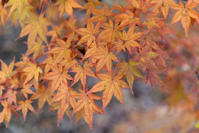 Close-up of autumnal leaves on tree