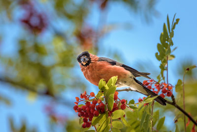 Close-up of bird perching on plant