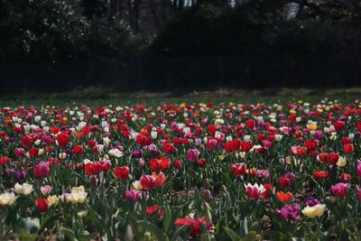 Close-up of red tulips growing on field