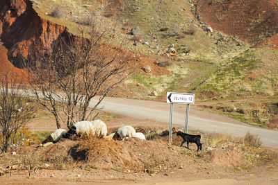 View of an animal on the road