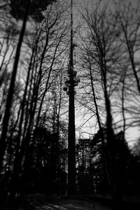 Close-up of bare trees against sky