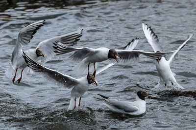 Seagulls flying over lake