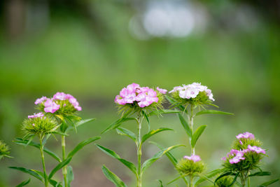 Close-up of pink flowers