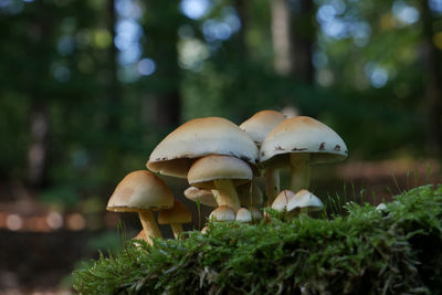 Close-up of mushroom growing in forest