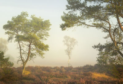 Trees on field against sky