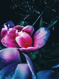 Close-up of wet pink flowers