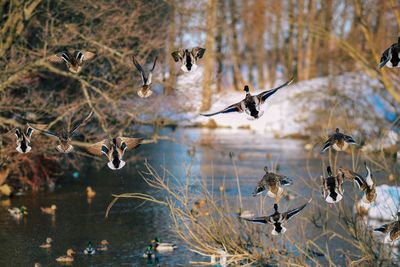 Birds flying over lake