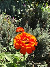 Close-up of orange flowers blooming outdoors