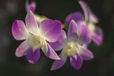 Close-up of purple flowering plant