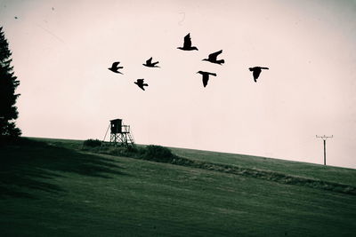 Birds flying in the sky