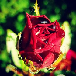 Close-up of red flowers