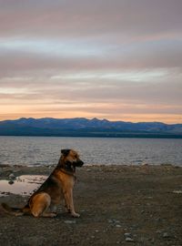 Dog standing on beach against sky during sunset