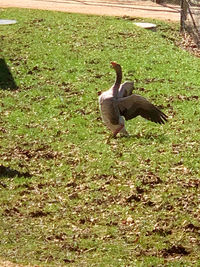 View of a bird on field