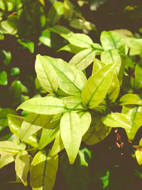Close-up of green leaves