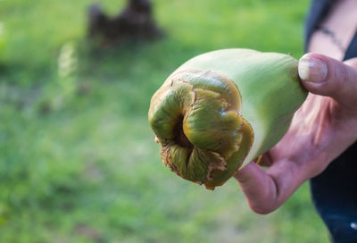 Close-up of hand holding apple