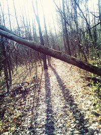 Trees in forest