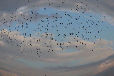 Flock of birds flying in sky