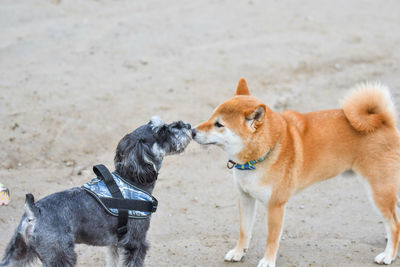 View of a dog on beach