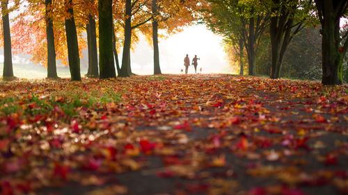 Autumn trees in park