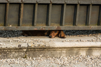 Cat on brick wall