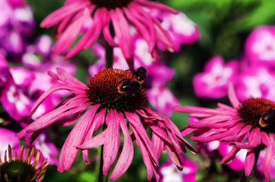 Close-up of honey bee on purple coneflower