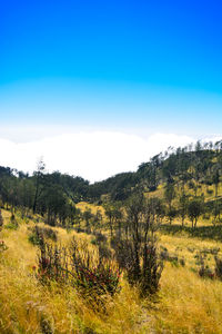 Scenic view of trees on field against blue sky