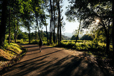 Road amidst trees