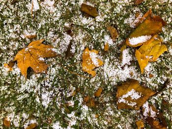 Autumn leaves on tree