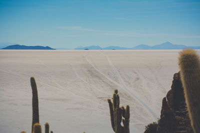 Scenic view of cactus plants by salt flat against sky