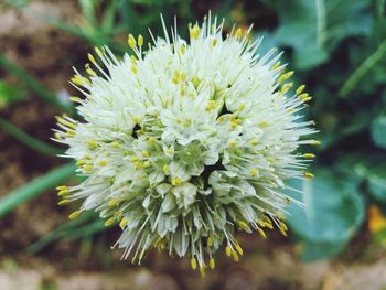 Close-up of white flowering plant