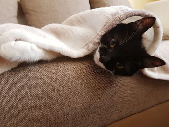 Portrait of cat resting on sofa at home