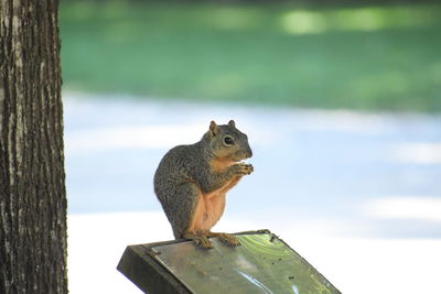 View of squirrel on tree trunk