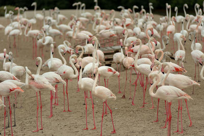 Flamingoes in ras al khor wildlife sanctuary, ramsar site, flamingo hide2, dubai, uae