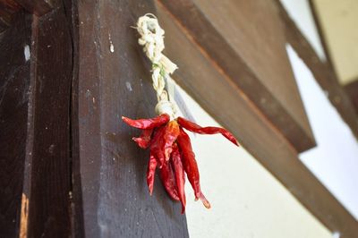 Close-up of red chili peppers