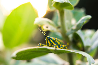 Close-up of insect on plant