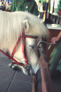 Close-up of a horse