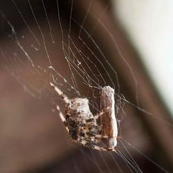 Close up of plant against blurred background
