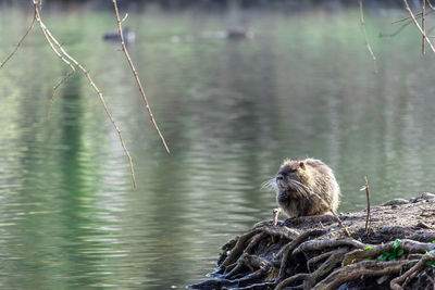 View of monkey on lakeshore