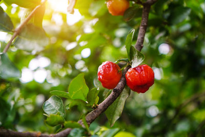 Acerola cherry on the tree with water drop, high vitamin c and antioxidant fruits.