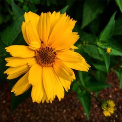 Close-up of yellow flower