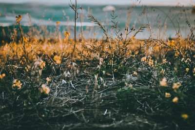 Close-up of plants on field