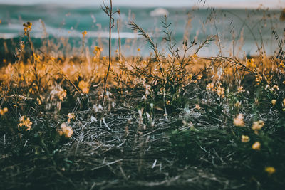 Close-up of plants on field