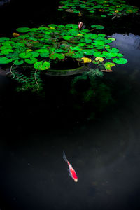 High angle view of koi carps swimming in pond