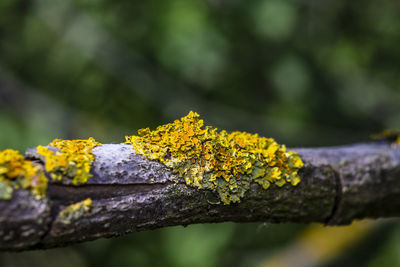 Close-up of yellow lichen growing on tree dead tree branch